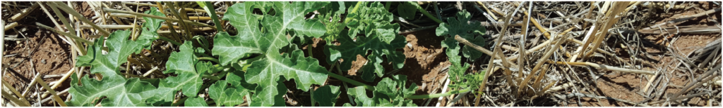 SACOA TechNotesSeries Header Weeds