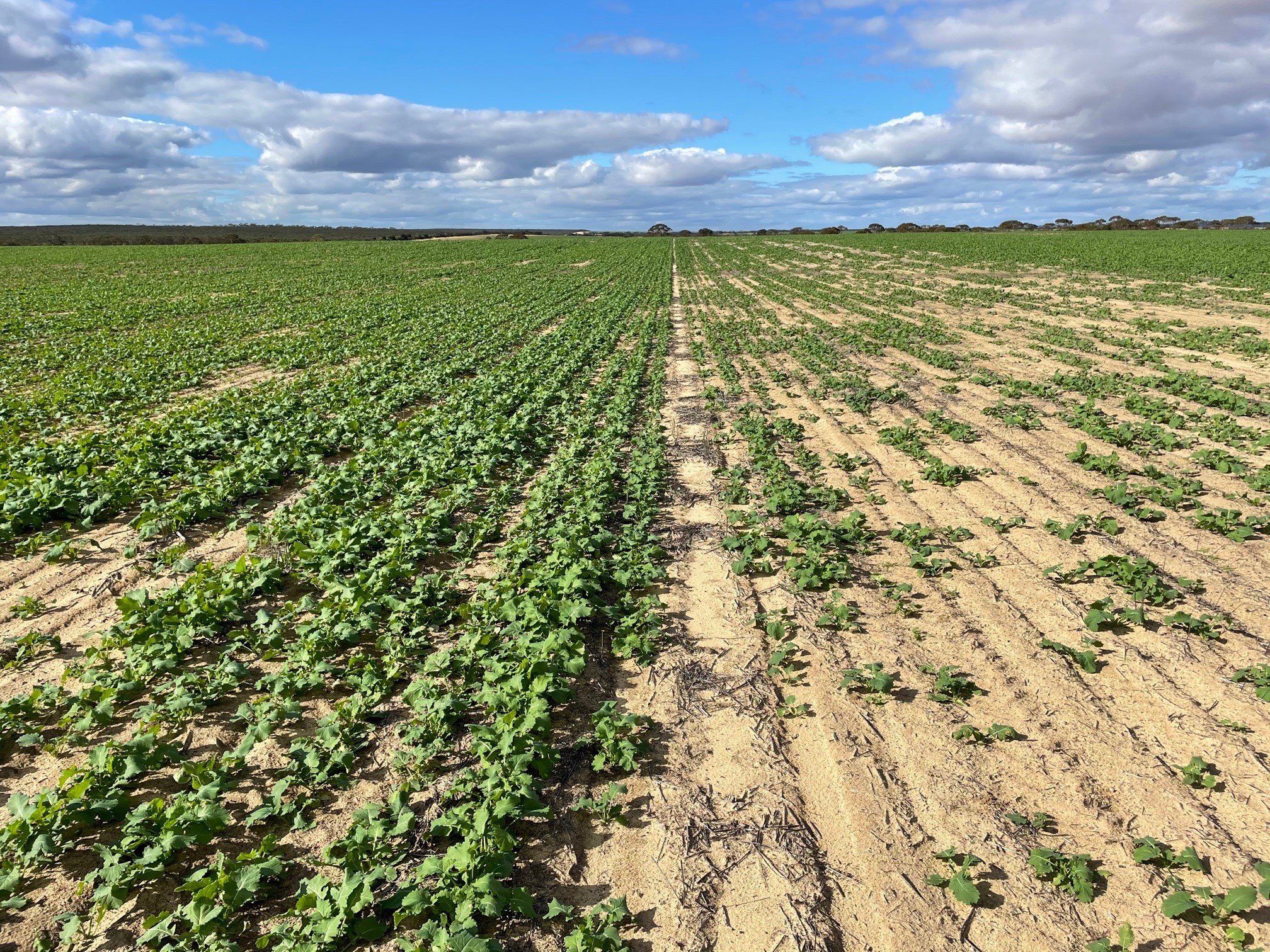 Better Crops, Smarter Seeding: How SE14® Became Essential for Pingelly Grower Robert Lee  2 Mt Walker Cowan