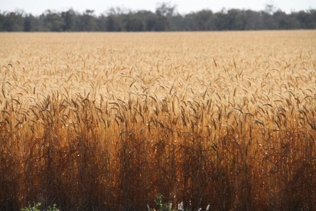 Wheat Toobeah Oct 2015 6 2048x1365 1