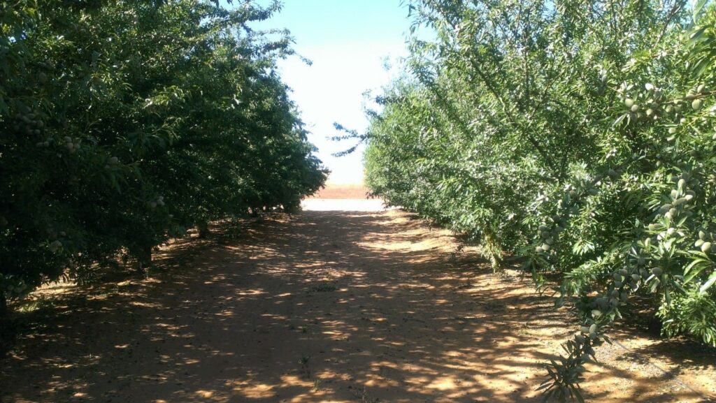 Managing Mites with BIOPEST® 8 almond orchard robinvale researchsite