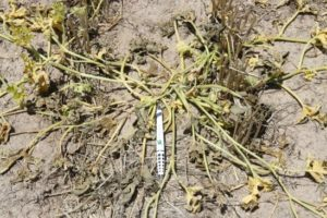 Knockdown Control of Difficult Weeds : Fleabane, Melons & Grasses 7 image 12