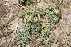 Knockdown Control of Difficult Weeds : Fleabane, Melons & Grasses 9 image 15