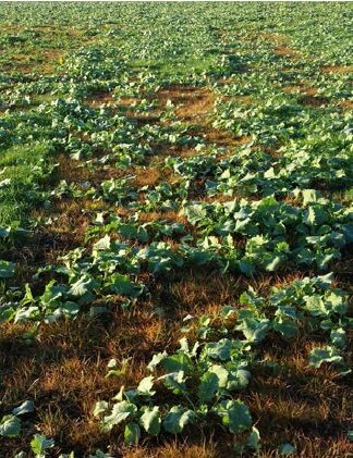 Application Tips for Targeting Stressed Weeds 1 image 25