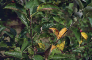 image 30