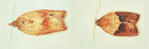 image 31
