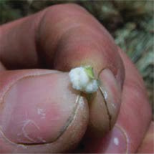 Spray Topping with Agrion Crop Solutions Adjuvants 1 image 33