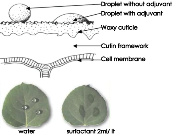 Summer Fallow Weed Control - Use all the Tools 1 image 38