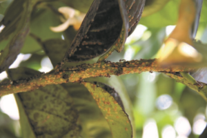 BIOPEST® in Orchards 1 image 48
