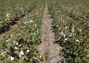 Cotton Defoliation - Protecting your Investment in Yield 1 image 57