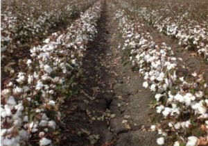 Cotton Defoliation - Protecting your Investment in Yield 2 image 58