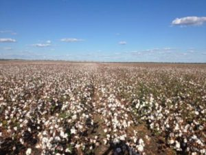 Cotton Defoliation - Protecting your Investment in Yield 3 image 59