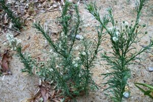 Controlling Difficult Fallow Weeds - Feathertop Rhodes, Fleabane and Barnyard Grass 4 image 74