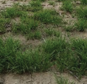 Controlling Difficult Fallow Weeds - Feathertop Rhodes, Fleabane and Barnyard Grass 6 image 76