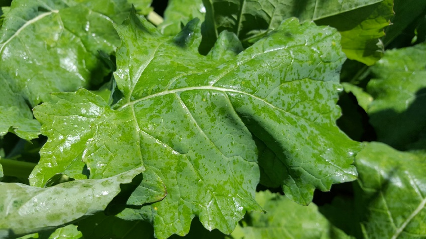 Improving Sclerotinia control in canola with BIOPEST® 5 image 98