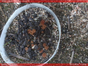 Improving Sclerotinia control in canola with BIOPEST® 6 image 99