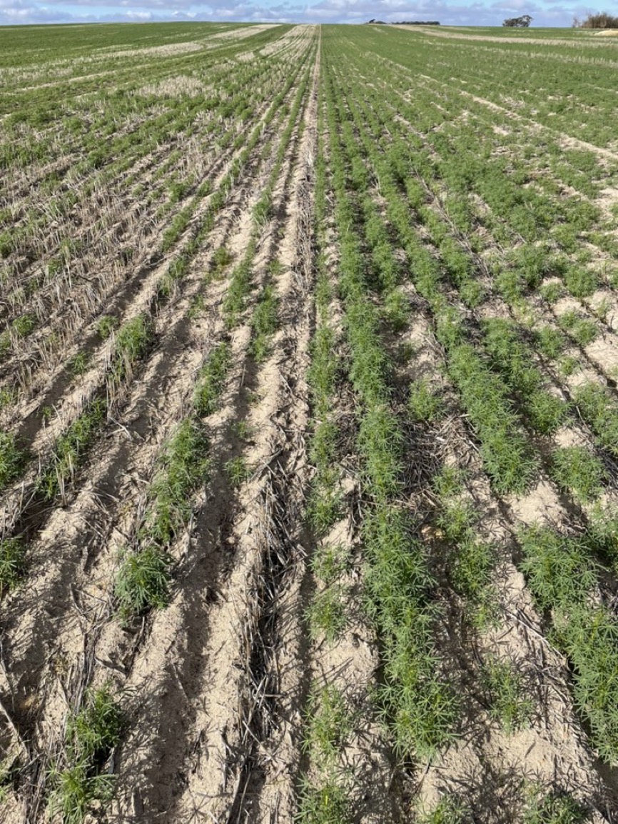 2021.09.30 SACOA SE14 FarmWeekly Article SoilMoistureAgentSuprisesInTrials Image3 1