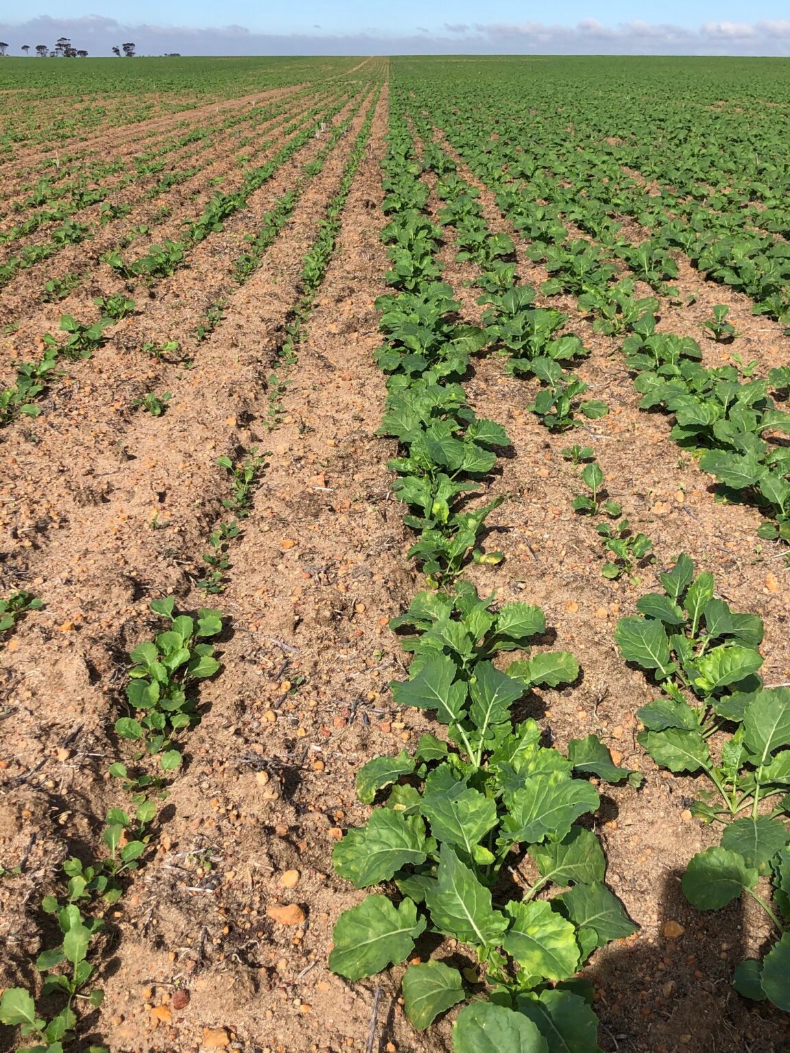 2021.09.30 SACOA SE14 FarmWeekly Article SoilMoistureAgentSuprisesInTrials Image4 1152x1536 1