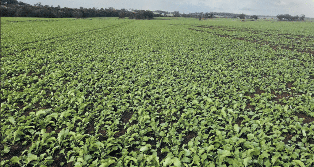 Overcoming a Dry Start: How SE14® Helped the Fowler Family Deliver One of Their Best Germination Years 3 Clear, even canola germination at the Fowler family’s Williams property