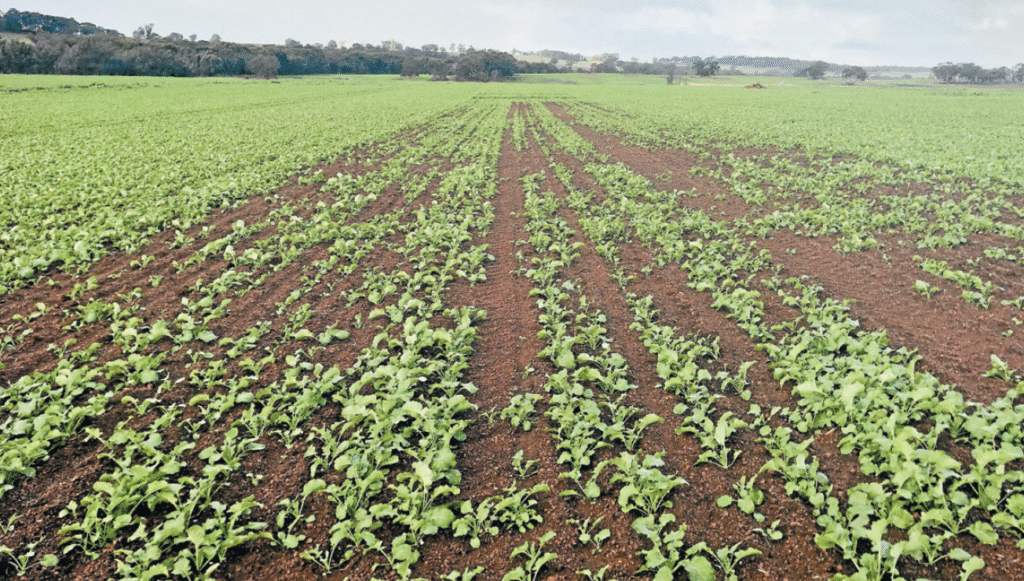 Overcoming a Dry Start: How SE14® Helped the Fowler Family Deliver One of Their Best Germination Years 1 Staggered canola germination without SE14