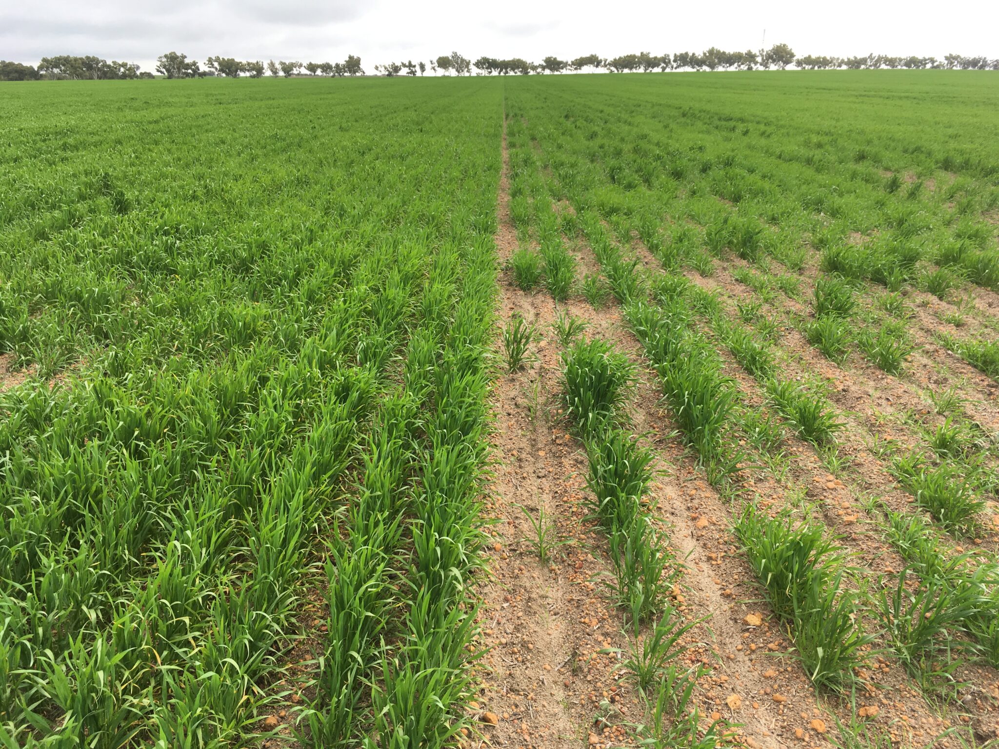 News and Stories 12 2020.02.27 Agrion SE14 FarmWeekly Article SACOA SE14 A STANDOUT IN CROP ESTABLISHM 2048x1536 1