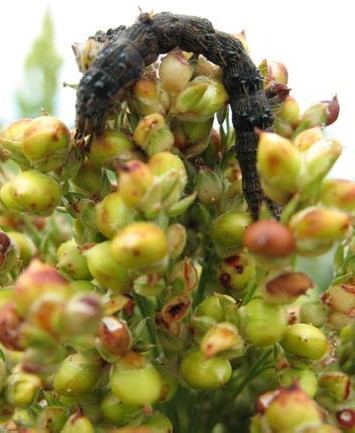 NPV infected and killed Helicoverpa larva