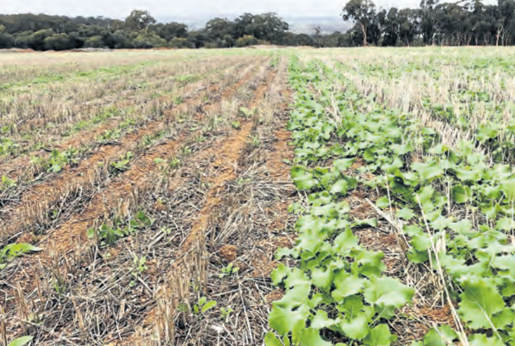 Trevor Syme Unlocks Early Germination and Weed Control with SE14® on Challenging Forest Gravel Soils  2 SACOA FarmWeekly SE14 Shines Image2 1
