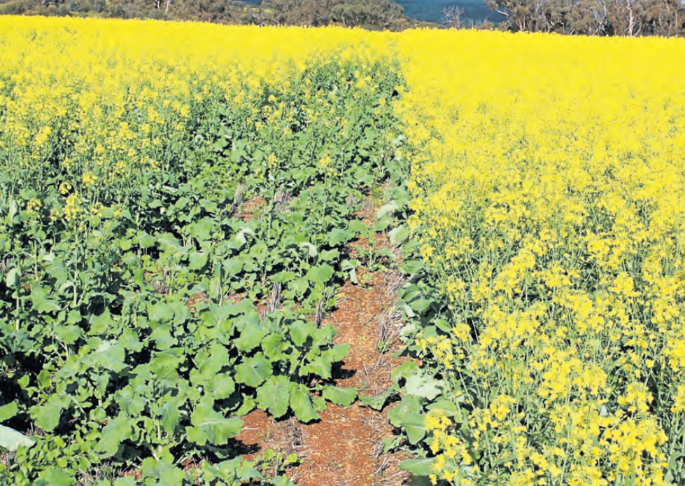 Trevor Syme Unlocks Early Germination and Weed Control with SE14® on Challenging Forest Gravel Soils  3 SACOA FarmWeekly SE14 Shines Image3 1