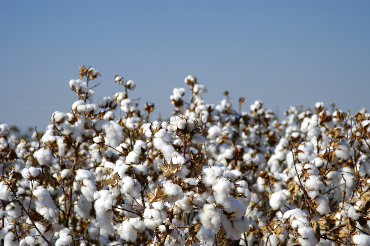 about timeline cotton