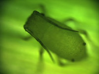 Aphid before BIOPEST
